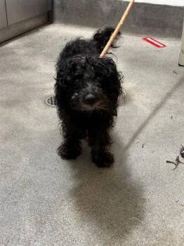 KOS -  Poodle Dog for Adoption - KOS | PetCurious