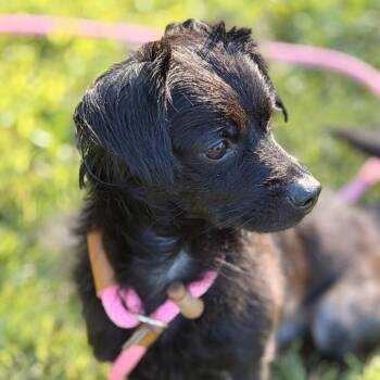 Kane -  Chihuahua and Dachshund Dog for Adoption in Sparta, New Jersey - Kane | PetCurious