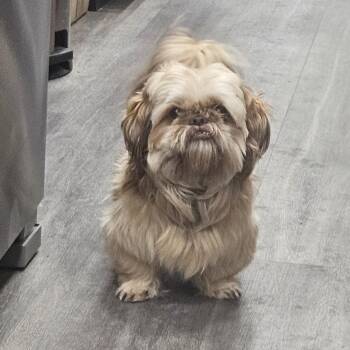 Shih Tzu Dogs Available for Adoption - Ewok | PetCurious