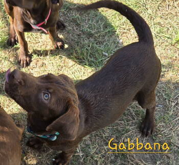 Rescue Hound Dogs for Adoption in Jackson, Mississippi - Gabbana | PetCurious
