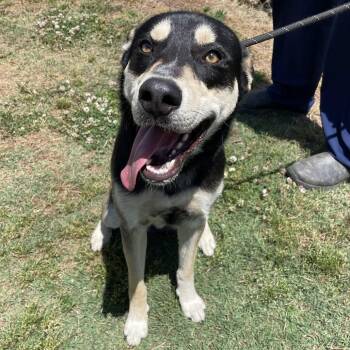 German Shepherd Dog Dogs Available for Adoption in Greenville, South Carolina - French Fry | PetCurious