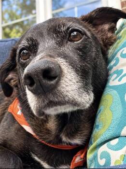 Scotty -  Terrier Dog for Adoption in Collingswood, New Jersey - Scotty | PetCurious