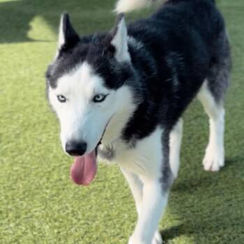 Siberian Husky Dogs Available for Adoption in Middletown, New York - Marbles | PetCurious