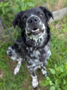 Rescue English Springer Spaniel Dogs for Adoption in Tacoma, Washington - Squid | PetCurious