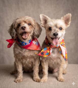 Shih Poo and Yorkshire Terrier Dogs Available for Adoption in Lincoln, Nebraska - SUNNY & CELESTE | PetCurious