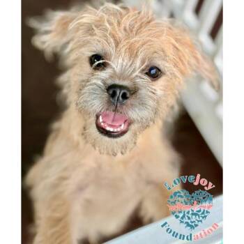 Rescue Maltipoo and Pug Dogs for Adoption in Inglewood, California - Mud Pie Litter-Cowboy | PetCurious