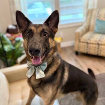 Louis Vuitton Your Loyal Sidekick -  German Shepherd Dog and Dutch Shepherd Dog for Adoption in Friendswood, Texas - Louis Vuitton Your Loyal Sidekick | PetCurious