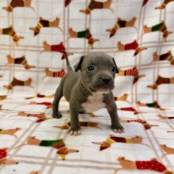 Dill -  Pit Bull Terrier and Mixed Breed Dog for Adoption in Allentown, Pennsylvania - Dill | PetCurious