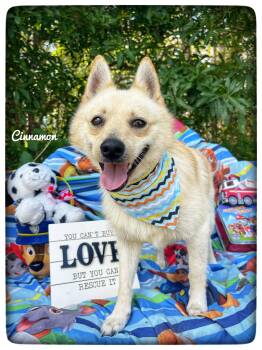 Spitz Dogs Available for Adoption in Sebring, Florida - Cinnamon  | PetCurious