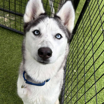 Rescue Siberian Husky Dogs for Adoption in Tampa, Florida - Sky | PetCurious