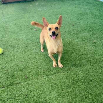 Tini -  Chihuahua and Mixed Breed Dog for Adoption in Cheyenne, Wyoming - Tini | PetCurious