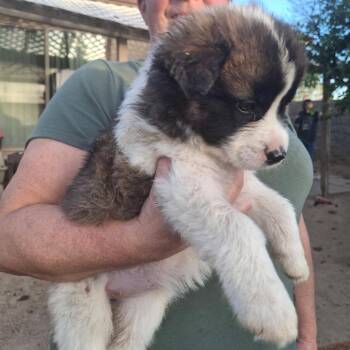 Mixed Breed Dogs Available for Adoption - Happy | PetCurious