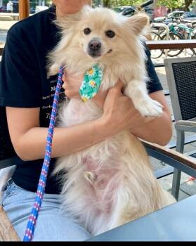 Toby -  Pomeranian Dog for Adoption in Burnaby, British Columbia - Toby | PetCurious