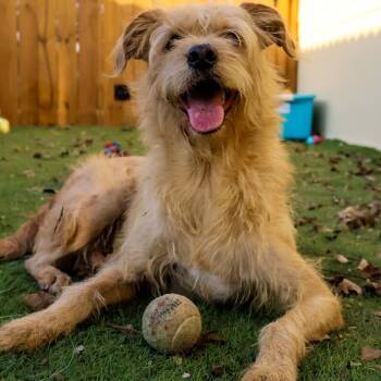 Rescue Wheaten Terrier and Mixed Breed Dogs for Adoption in Austin, Texas - Gilbert AKA Coco JuM | PetCurious