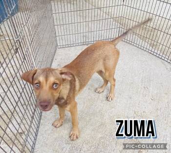 Zuma -  Labrador Retriever Dog for Adoption in Milford, New Hampshire - Zuma | PetCurious