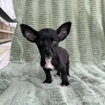 Dachshund and Terrier Dogs Available for Adoption in Carencro, Louisiana - Trapeze | PetCurious