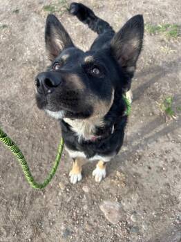 Shepherd and Mixed Breed Dogs Available for Adoption - Bonita | PetCurious
