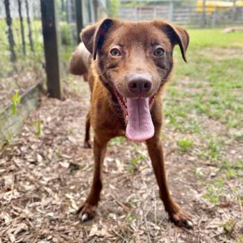 Arabica Bean -  Mixed Breed Dog for Adoption in Milton, Florida - Arabica Bean | PetCurious