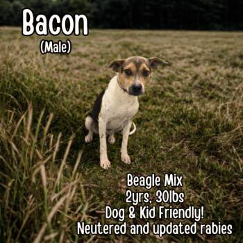 Beagle Dogs Available for Adoption - Bacon | PetCurious