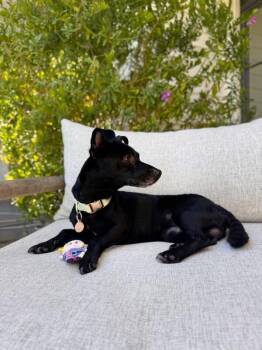 Dachshund Dogs Available for Adoption in Manhattan Beach, California - Toby | PetCurious