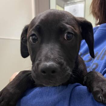 Labrador Retriever and Hound Dogs Available for Adoption in Lynchburg, Virginia - Hugo | PetCurious