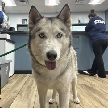 Husky Dogs Available for Adoption in Newark, New Jersey - Bear | PetCurious