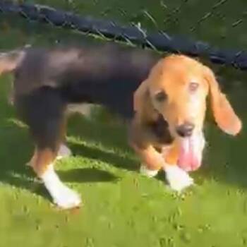 BLF6 7847 -  Beagle Dog for Adoption in Loxahatchee Groves, Florida - BLF6 7847 | PetCurious