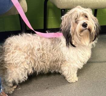 Shih Tzu and Terrier Dogs Available for Adoption - Pen 217d Kiki | PetCurious