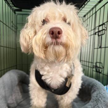 Titan -  Mixed Breed Dog for Adoption in Fredericksburg, Virginia - Titan | PetCurious