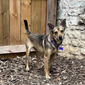 Rat Terrier and Chihuahua Dogs Available for Adoption - Brynleigh | PetCurious