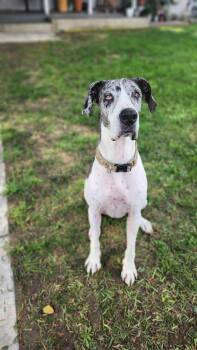 Rescue Great Dane Dogs for Adoption in Tehachapi, California - Kyree | PetCurious