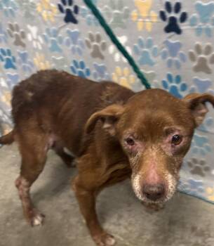 Chihuahua and Mixed Breed Dogs Available for Adoption in Rosenberg, Texas - HELA | PetCurious