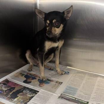 Princess Pea -  Chihuahua Dog for Adoption in Gadsden, Alabama - Princess Pea | PetCurious