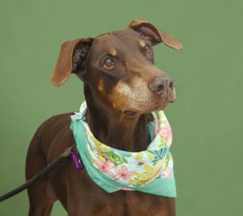 Darla -  Doberman Pinscher Dog for Adoption in Ventura, California - Darla | PetCurious