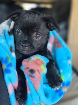 Salem -  Chug Dog for Adoption in Penryn, California - Salem | PetCurious