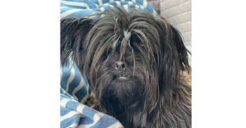 Rescue Yorkshire Terrier Dogs for Adoption in Milton, Georgia - Riley | PetCurious