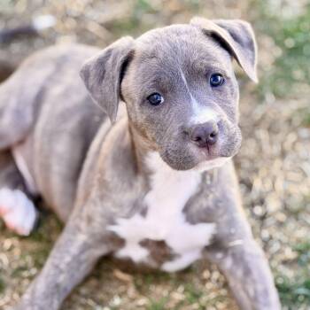 Pit Bull Terrier Dogs Available for Adoption in Mead, Colorado - Starburst | PetCurious