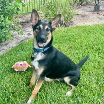 Bandit -  German Shepherd Dog Dog for Adoption in Palm City, Florida - Bandit | PetCurious