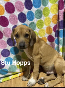Rescue Hound and Labrador Retriever Dogs for Adoption in Ball Ground, Georgia - Stu Hopps | PetCurious