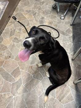 JACQUELINE KENNEDY -  Labrador Retriever and Mixed Breed Dog for Adoption in Chester, South Carolina - JACQUELINE KENNEDY | PetCurious