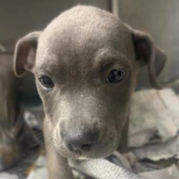 Hippo -  Terrier and Mixed Breed Dog for Adoption in Marshall, Texas - Hippo | PetCurious