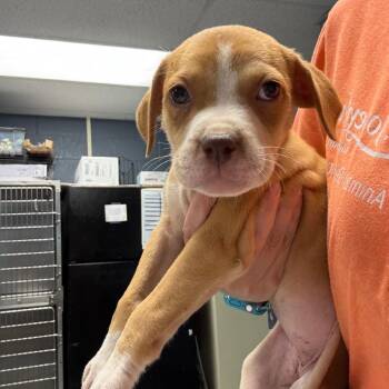 Denali -  Mixed Breed Dog for Adoption in Saint Joseph, Missouri - Denali | PetCurious