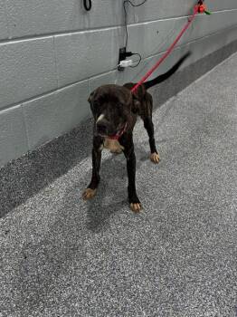 TATUM -  Pit Bull Terrier Dog for Adoption - TATUM | PetCurious