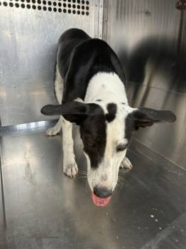 Rescue Mixed Breed Dogs for Adoption in Fort Worth, Texas - 59659567 | PetCurious