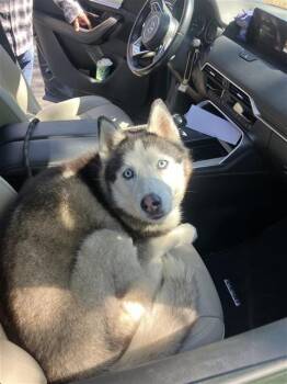 Siberian Husky Dogs Available for Adoption in San Antonio, Texas - TIFA LOCKHART | PetCurious