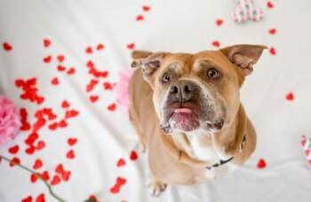 Pit Bull Terrier and Mixed Breed Dogs Available for Adoption in Kansas City, Missouri - Sequoia | PetCurious