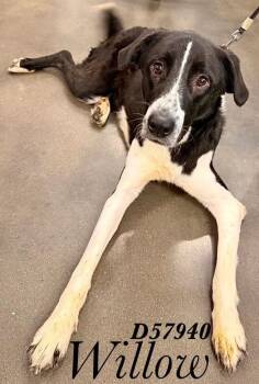 Willow -  Collie Dog for Adoption in Clarksville, Tennessee - Willow | PetCurious