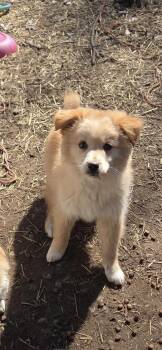 Golden Retriever and Border Collie Dogs Available for Adoption in Warren, Michigan - Chase | PetCurious
