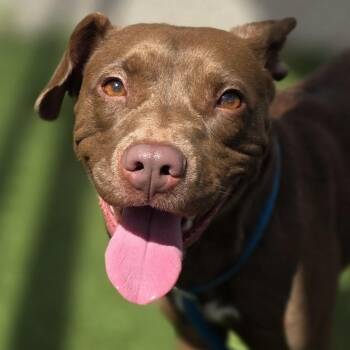 Rescue Mixed Breed Dogs for Adoption in Columbia, South Carolina - JACKIE | PetCurious