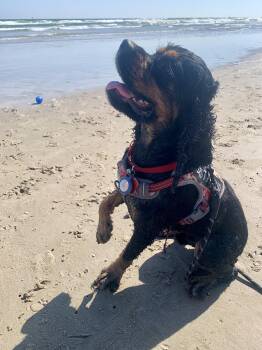 Rescue Cocker Spaniel Dogs for Adoption in Austin, Texas - Spider | PetCurious